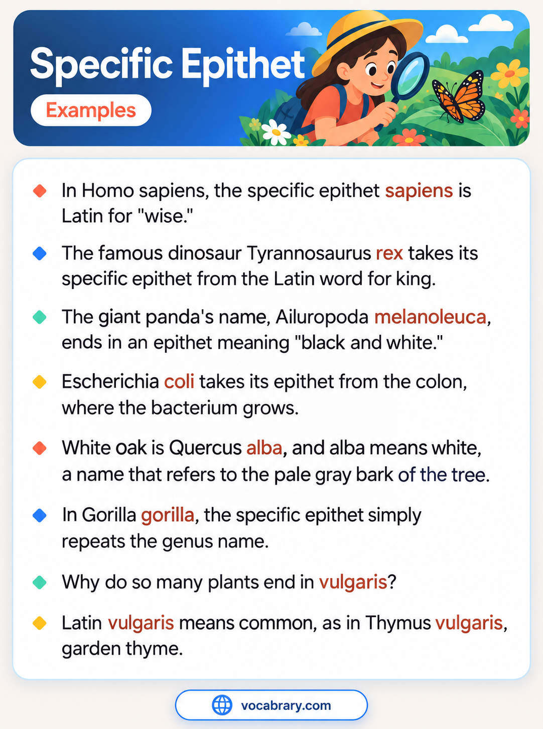 Specific Epithet Examples with Latin species names such as sapiens in Homo sapiens, rex in Tyrannosaurus rex, coli, alba, and vulgaris